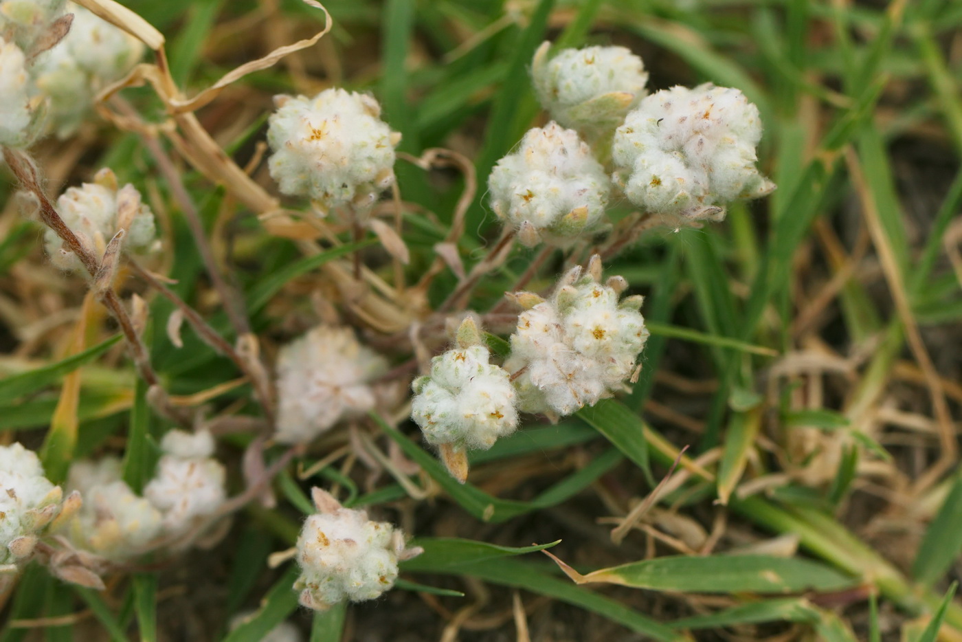 Image of Cymbolaena griffithii specimen.