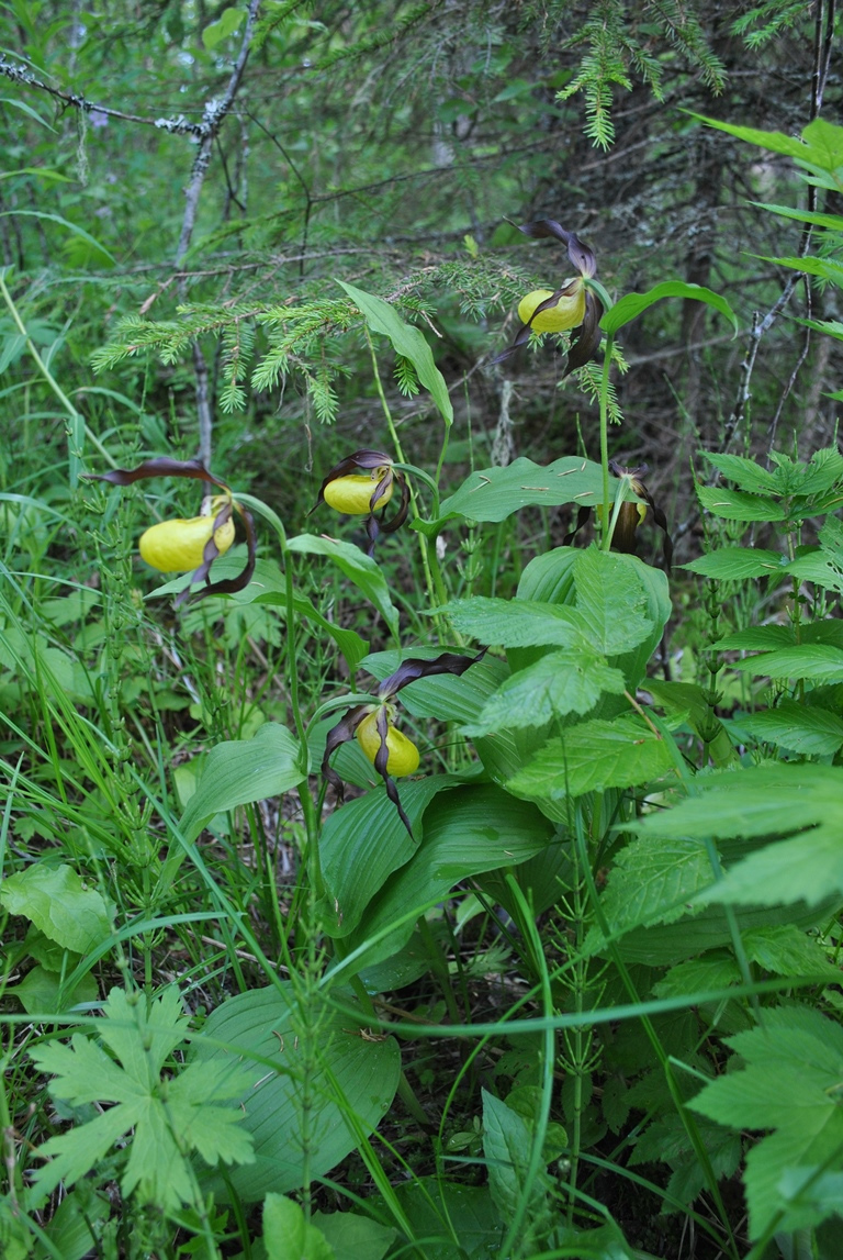 Изображение особи Cypripedium calceolus.