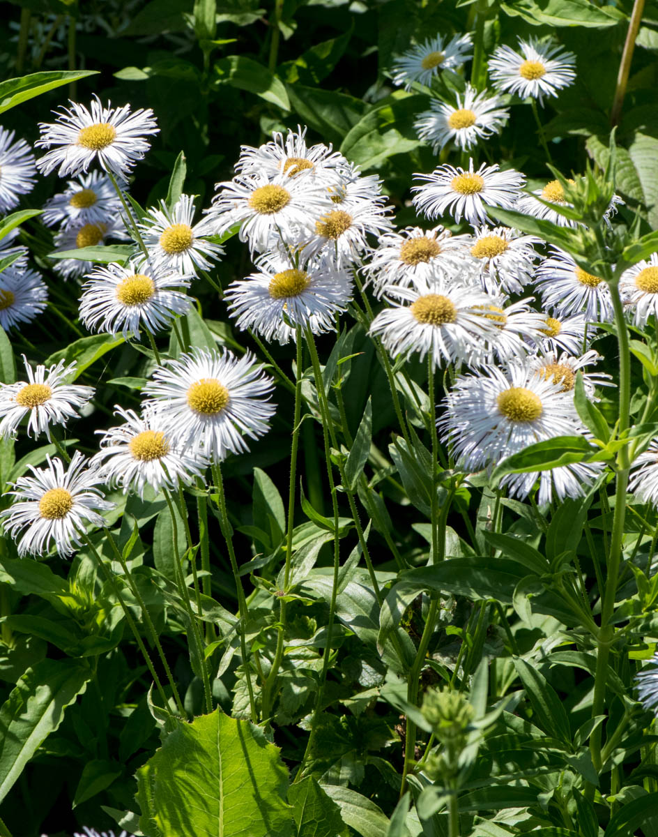 Изображение особи род Erigeron.