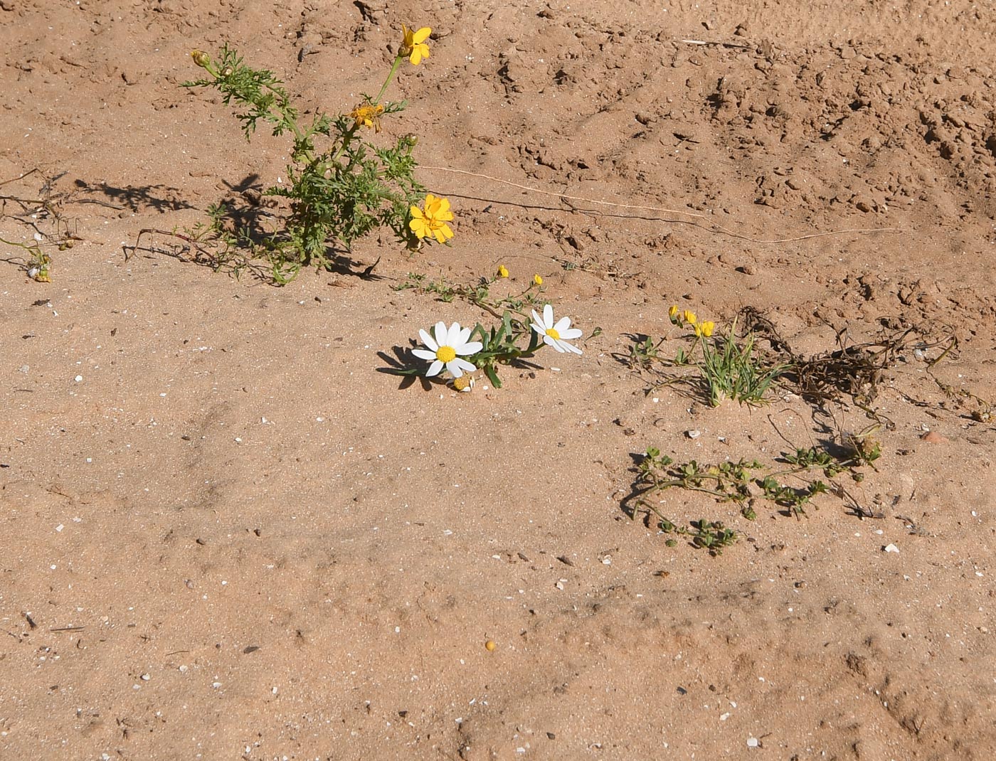 Image of Anthemis leucanthemifolia specimen.