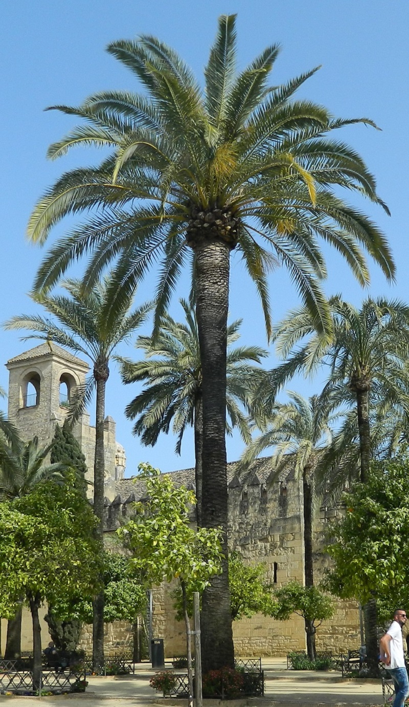 Image of Phoenix canariensis specimen.