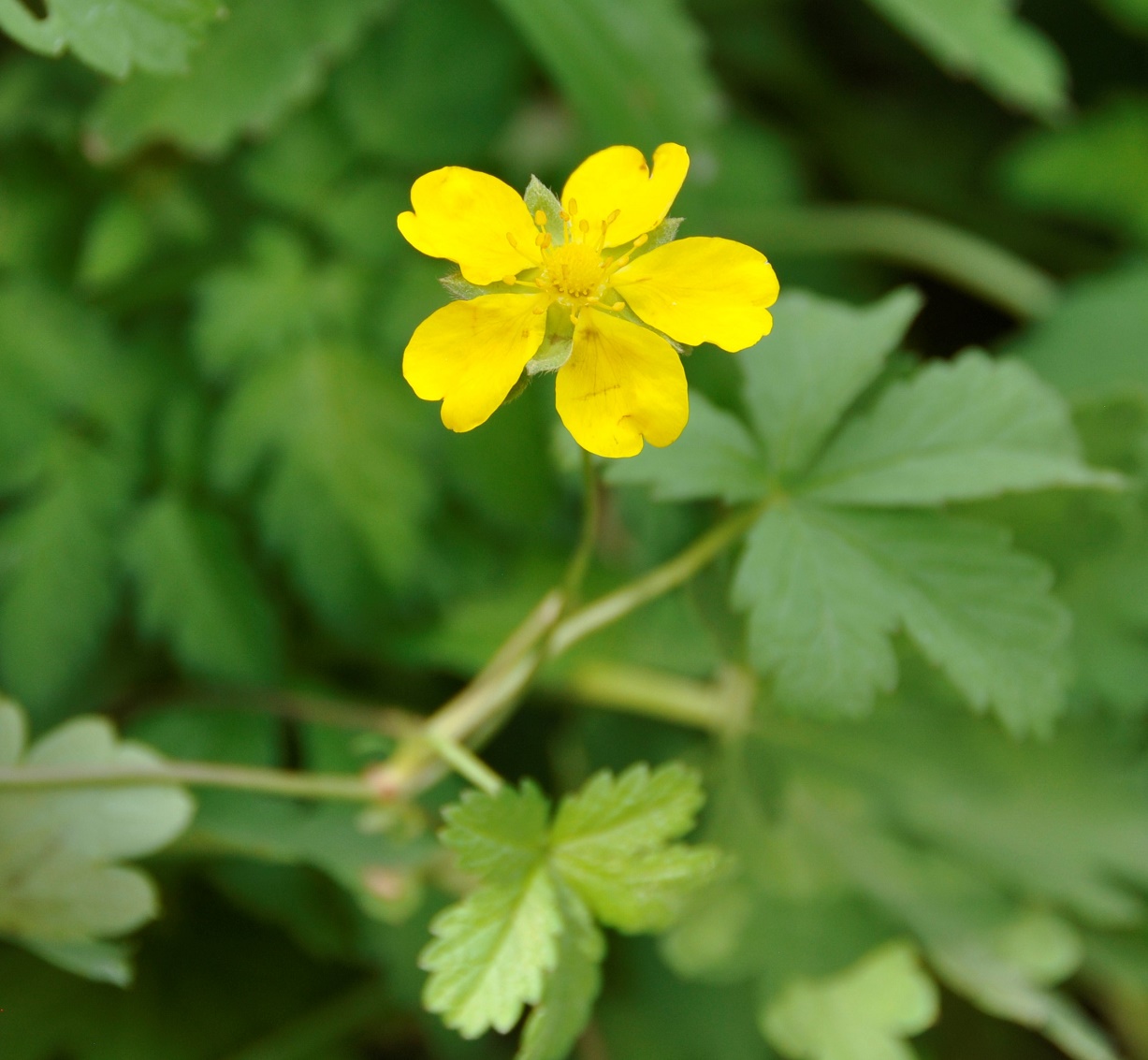 Image of Potentilla reptans specimen.