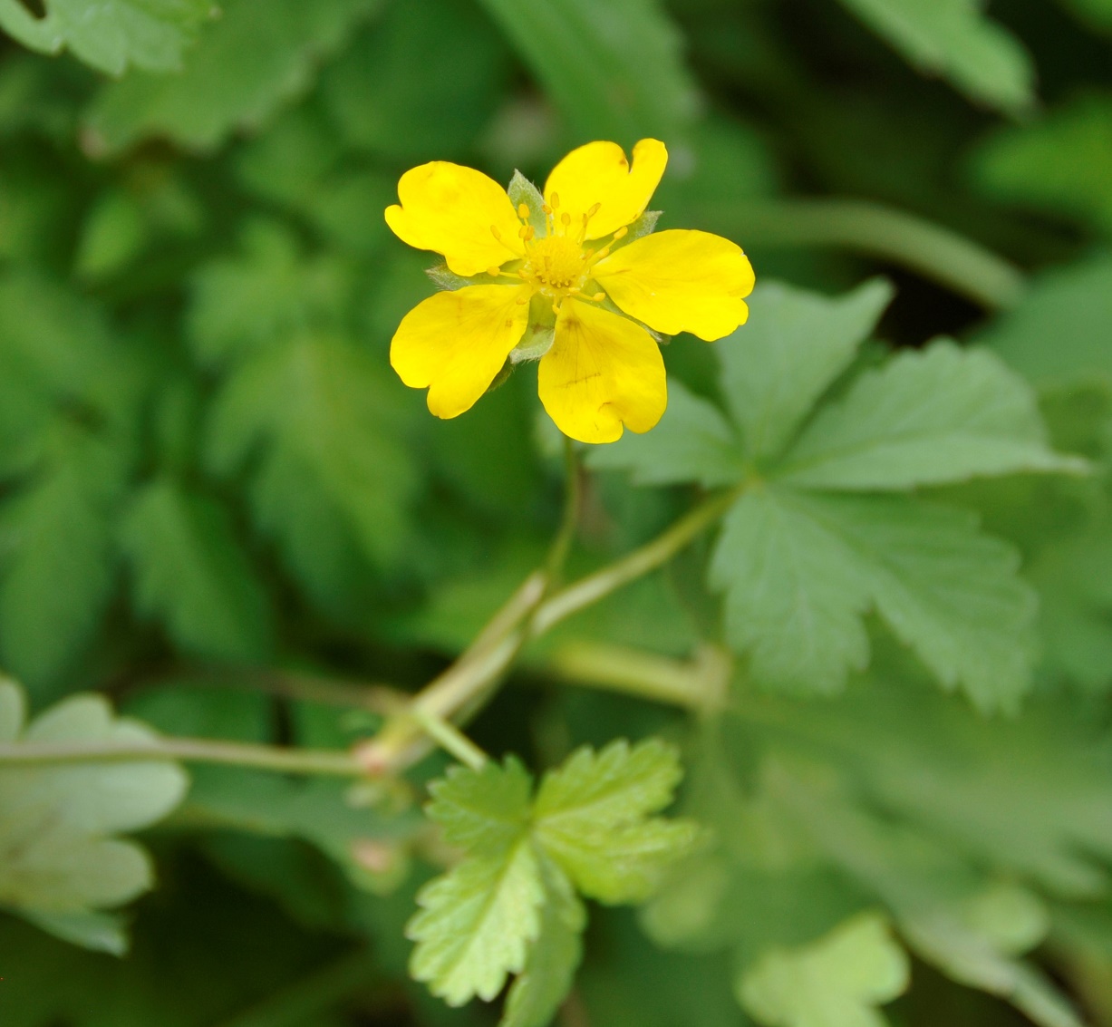 Изображение особи Potentilla reptans.