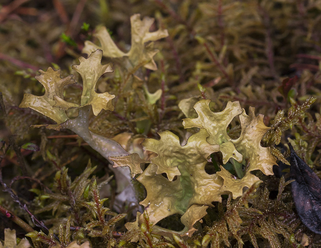 Image of Cetraria islandica specimen.