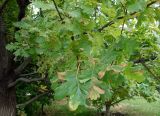 Quercus pedunculiflora. Ветки с листьями. Астраханская обл., г. Астрахань, территория Астраханского Кремля. 19.09.2019.