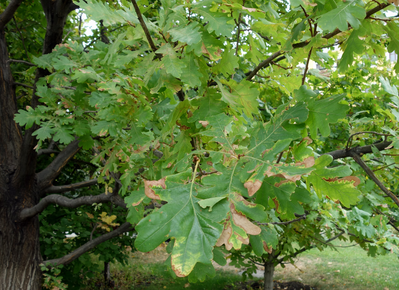 Изображение особи Quercus pedunculiflora.