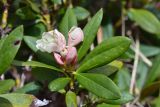 Rhododendron caucasicum. Верхушка побега с бутонами и распускающимися цветками.Республика Адыгея, Майкопский р-н, окр. с. Новопрохладное (Сахрай), хр. Передовой, восточный склон горы Западный Ачешбок, субальпийский пояс кустарников, 2080 м н.у.м. 23.05.2019.