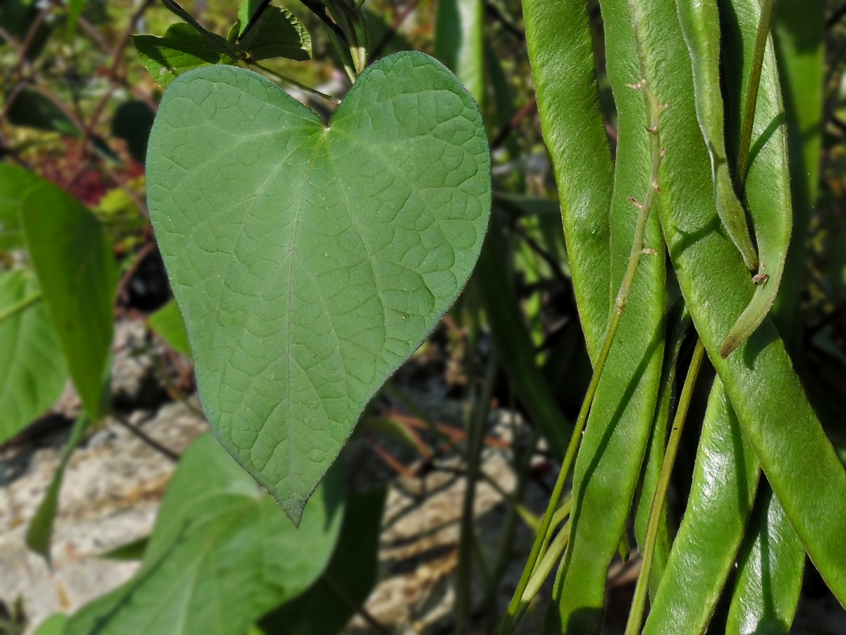 Изображение особи Phaseolus coccineus.