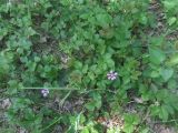 Rubus arcticus