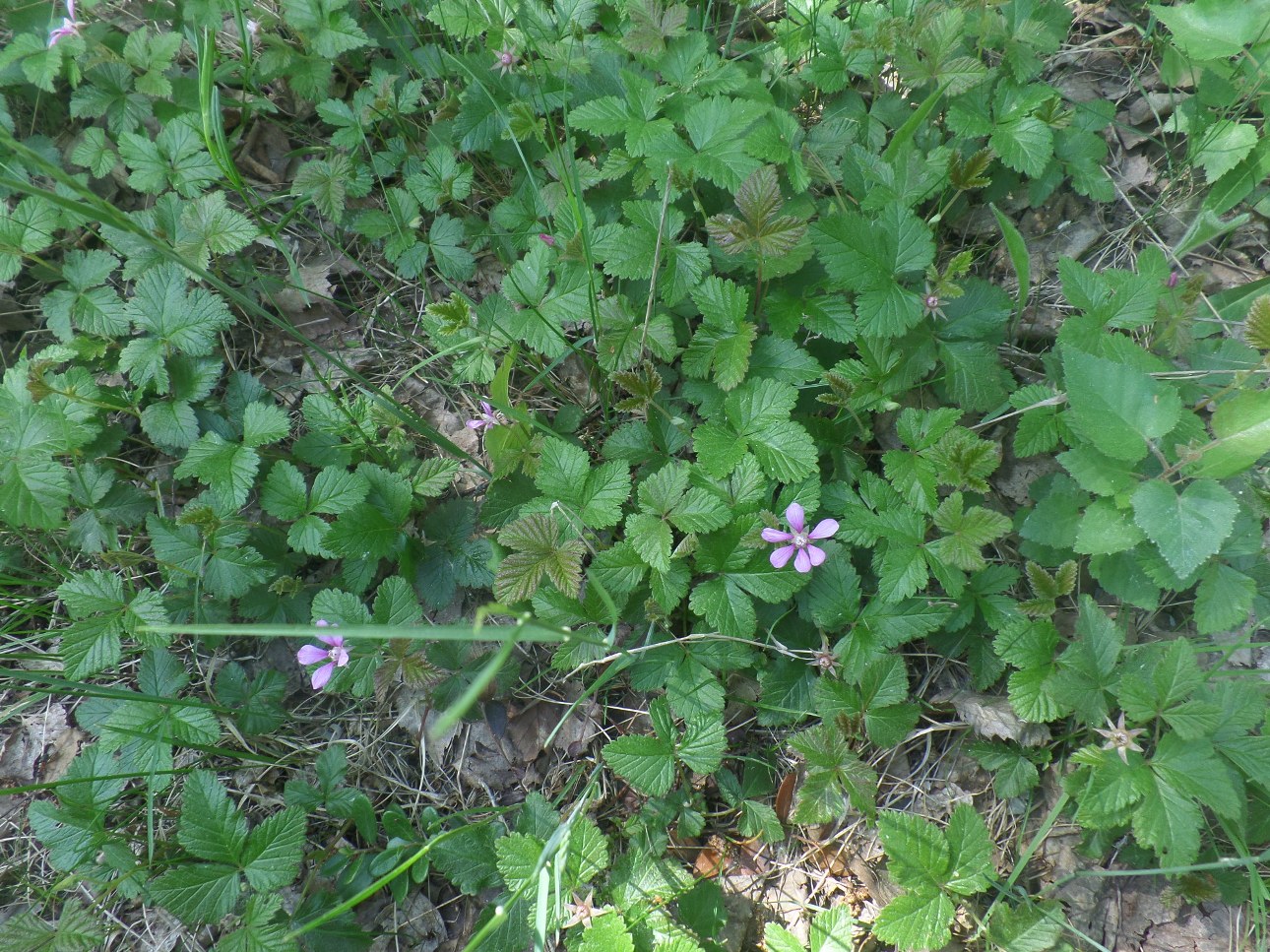 Image of Rubus arcticus specimen.