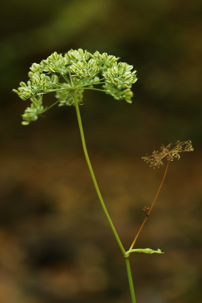 Изображение особи Angelica pachyptera.