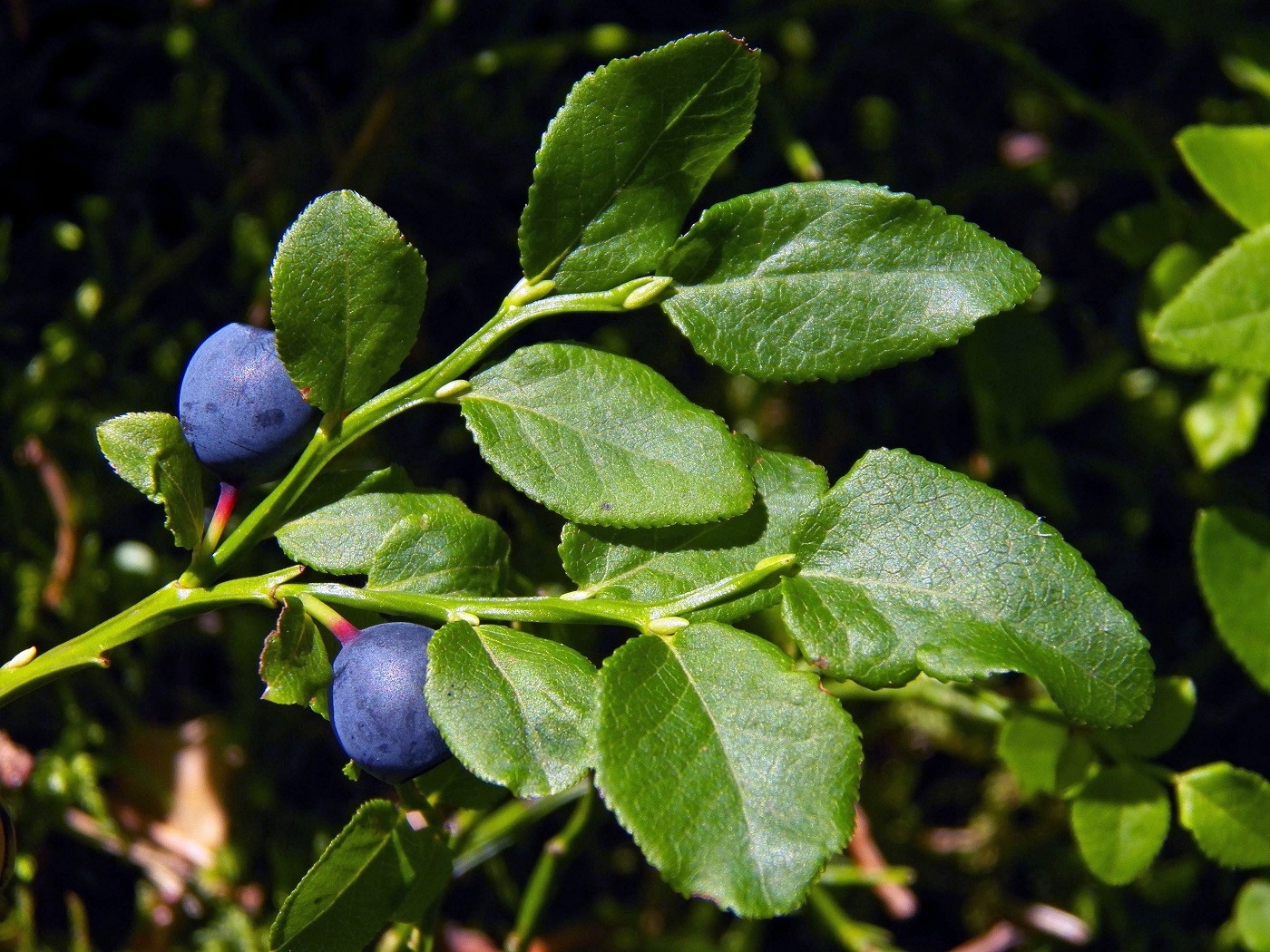 Изображение особи Vaccinium myrtillus.