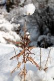 Achillea filipendulina. Сухое плодоносящее растение. Казахстан, Туркестанская обл., Тюлькубасский р-н, долина р. Жабаглы. 31 декабря 2019 г.