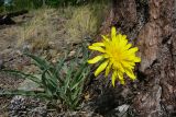 Scorzonera glabra