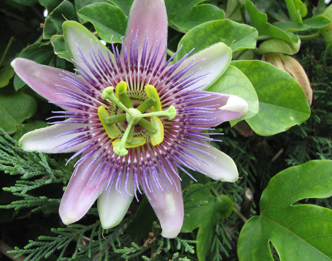 Изображение особи род Passiflora.