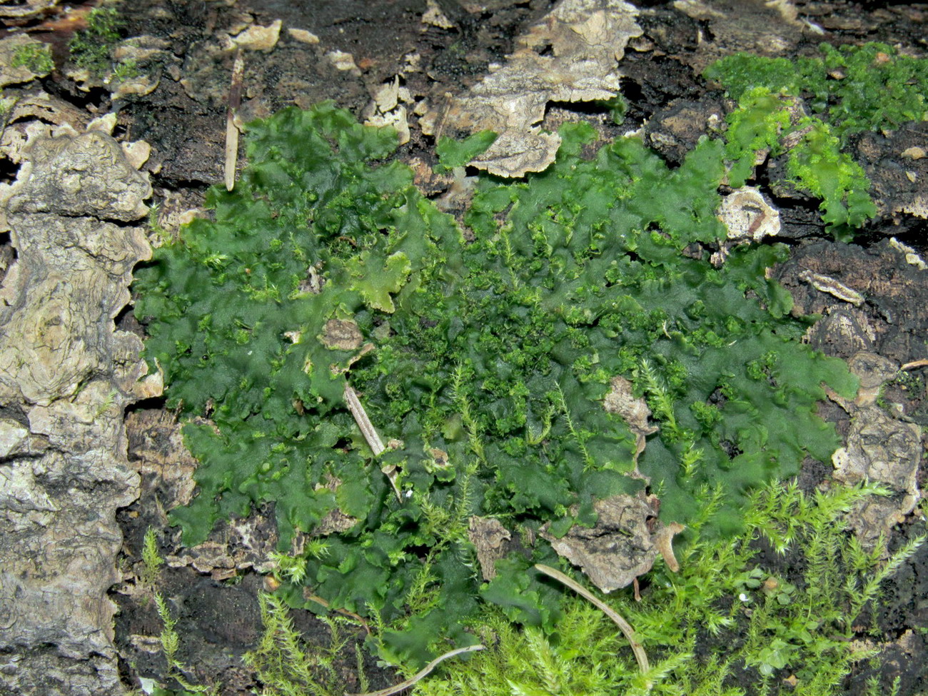 Image of Aneura pinguis specimen.