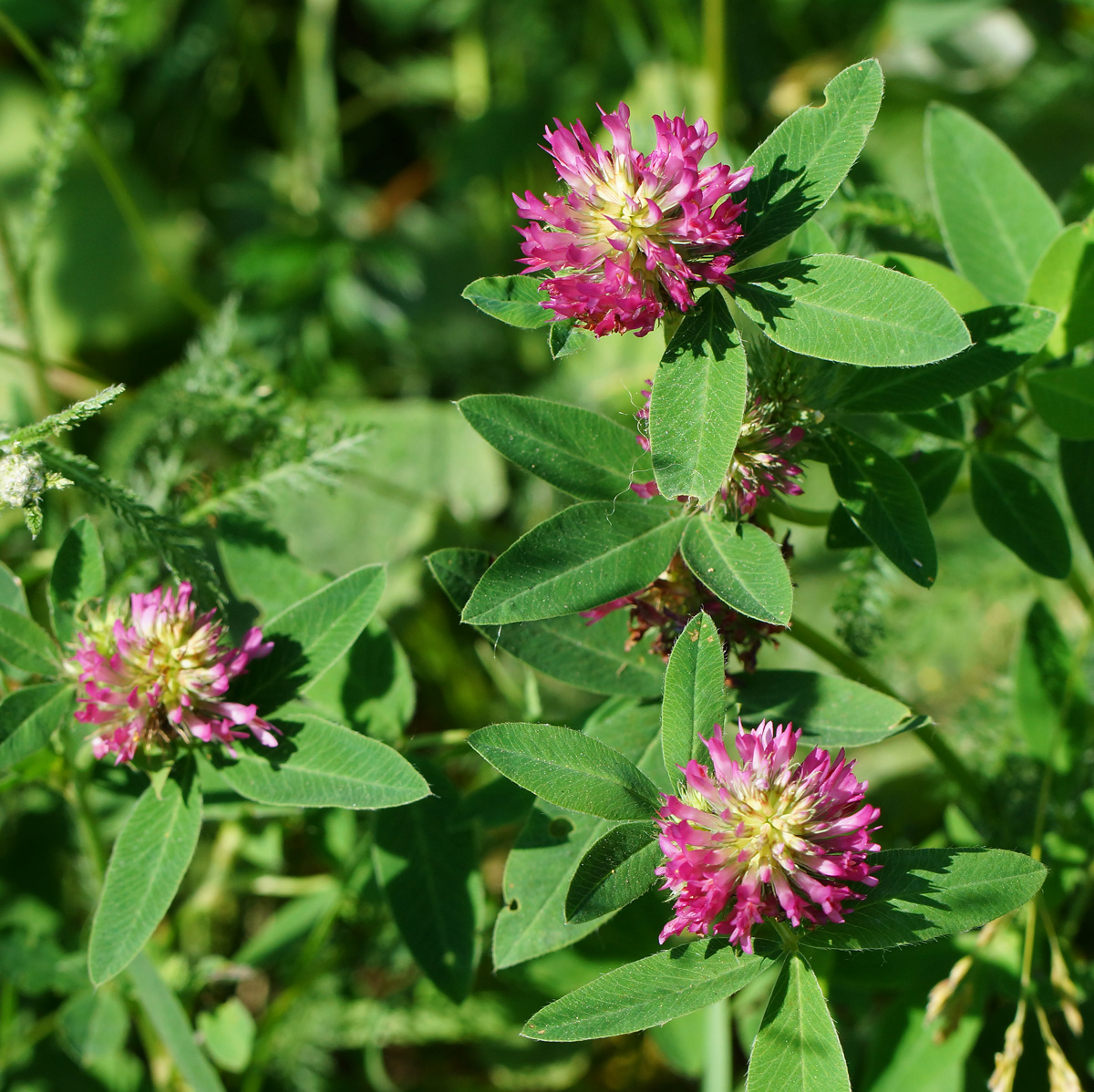 Изображение особи Trifolium medium.