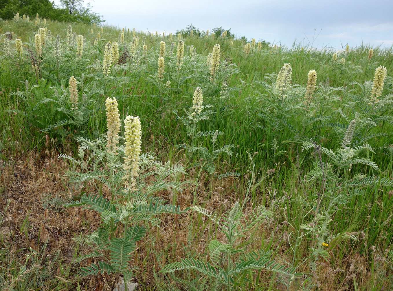 Изображение особи Pseudosophora alopecuroides.