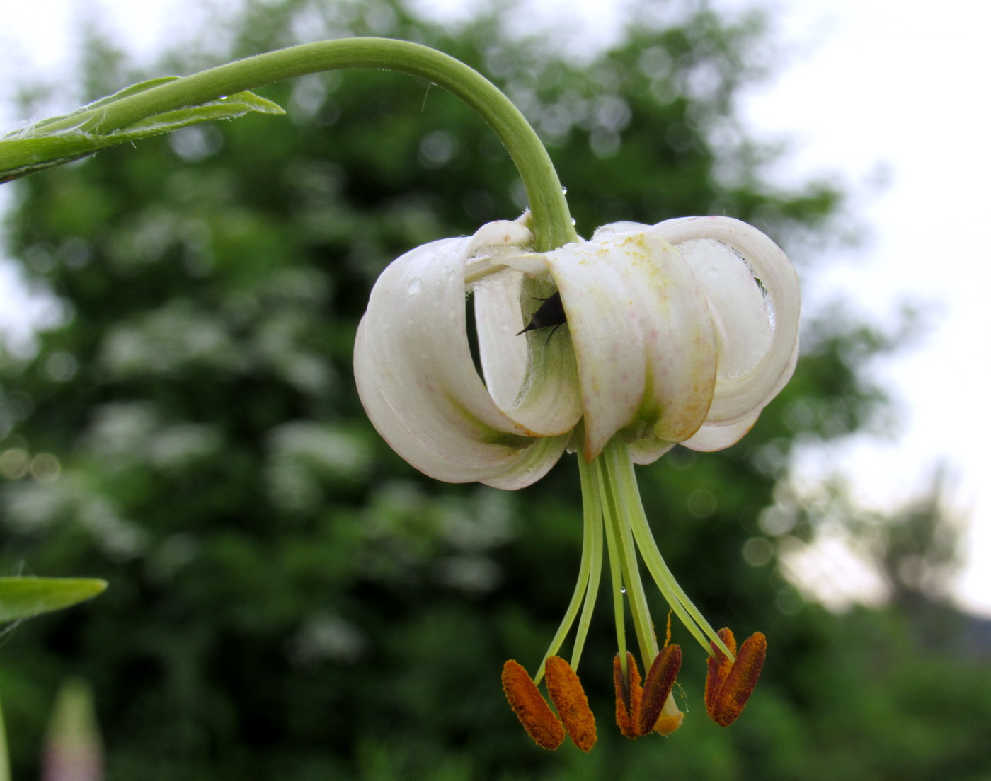 Image of Lilium pilosiusculum var. alboviridiflorum specimen.