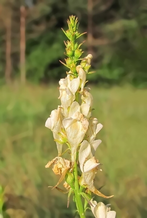 Image of Linaria vulgaris specimen.