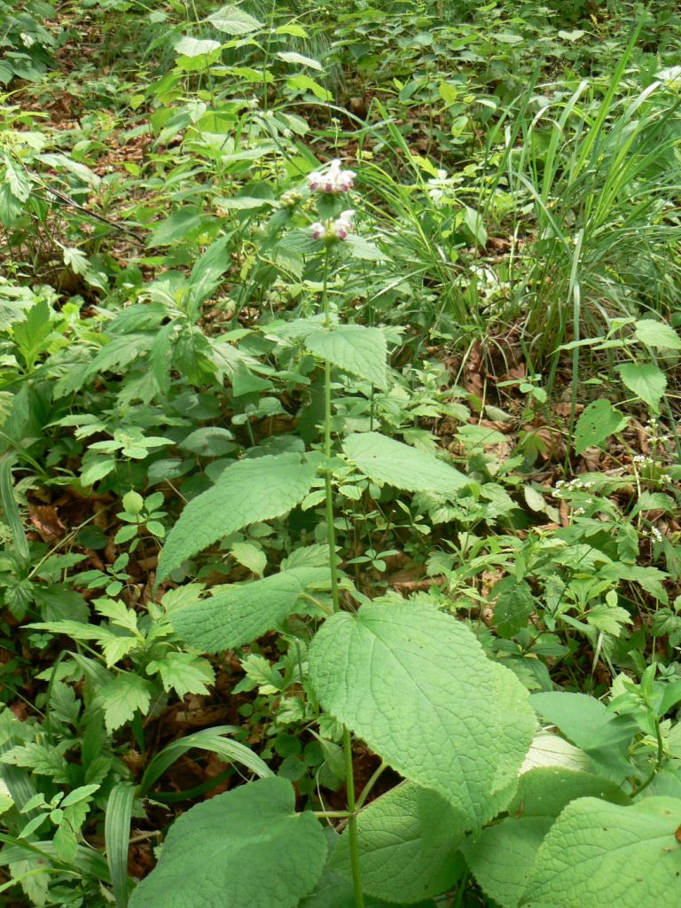 Image of Phlomoides maximowiczii specimen.