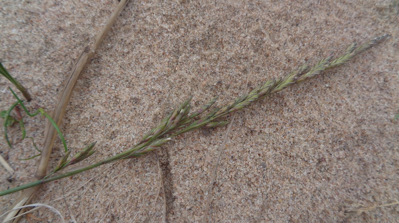 Image of Festuca pratensis specimen.