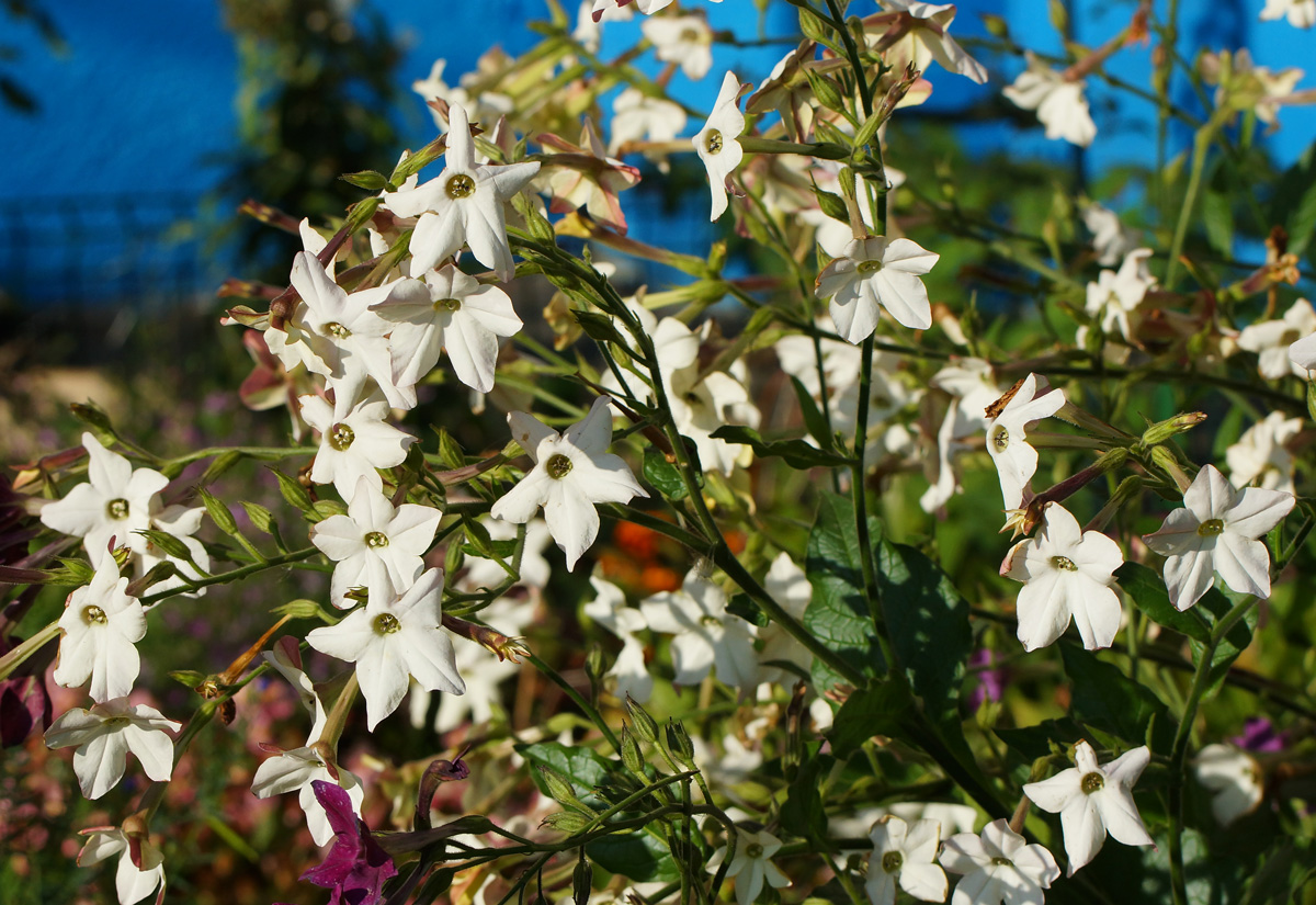 Image of Nicotiana alata specimen.