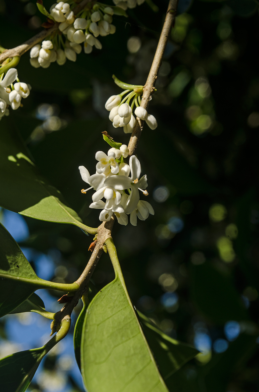 Image of Osmanthus &times; fortunei specimen.