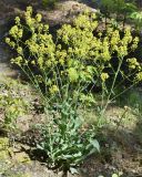 Isatis tinctoria