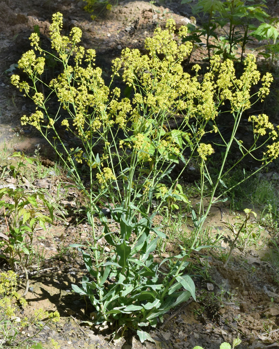 Изображение особи Isatis tinctoria.