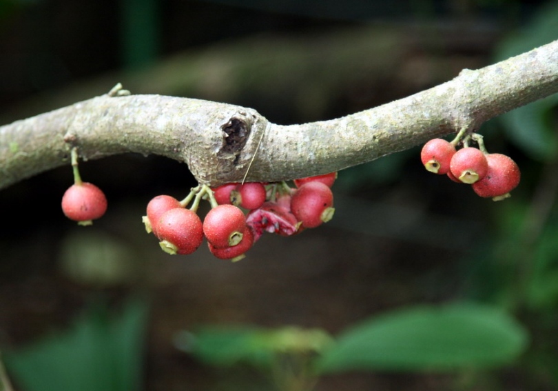 Image of Siparuna pauciflora specimen.