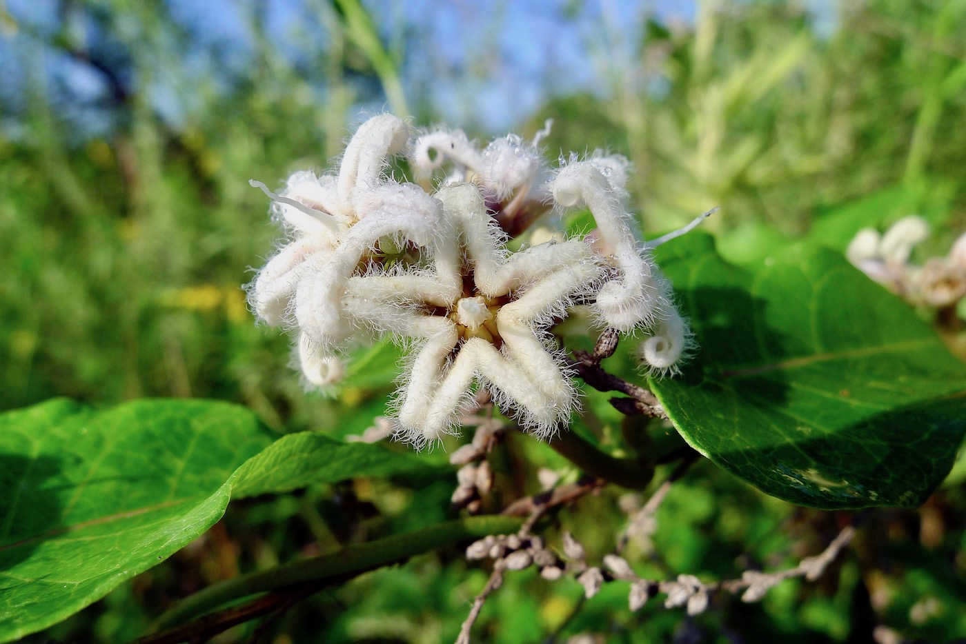 Image of Metaplexis japonica specimen.