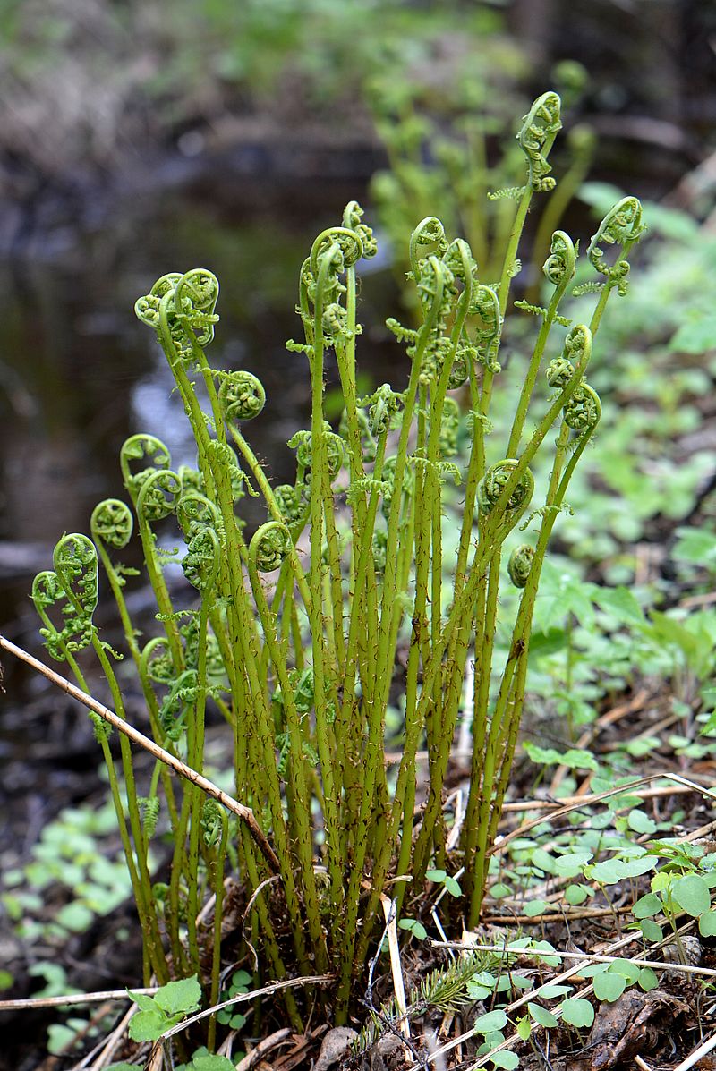 Изображение особи Athyrium filix-femina.