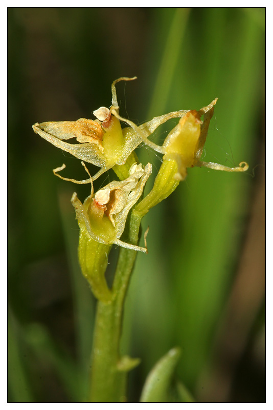 Image of Liparis loeselii specimen.