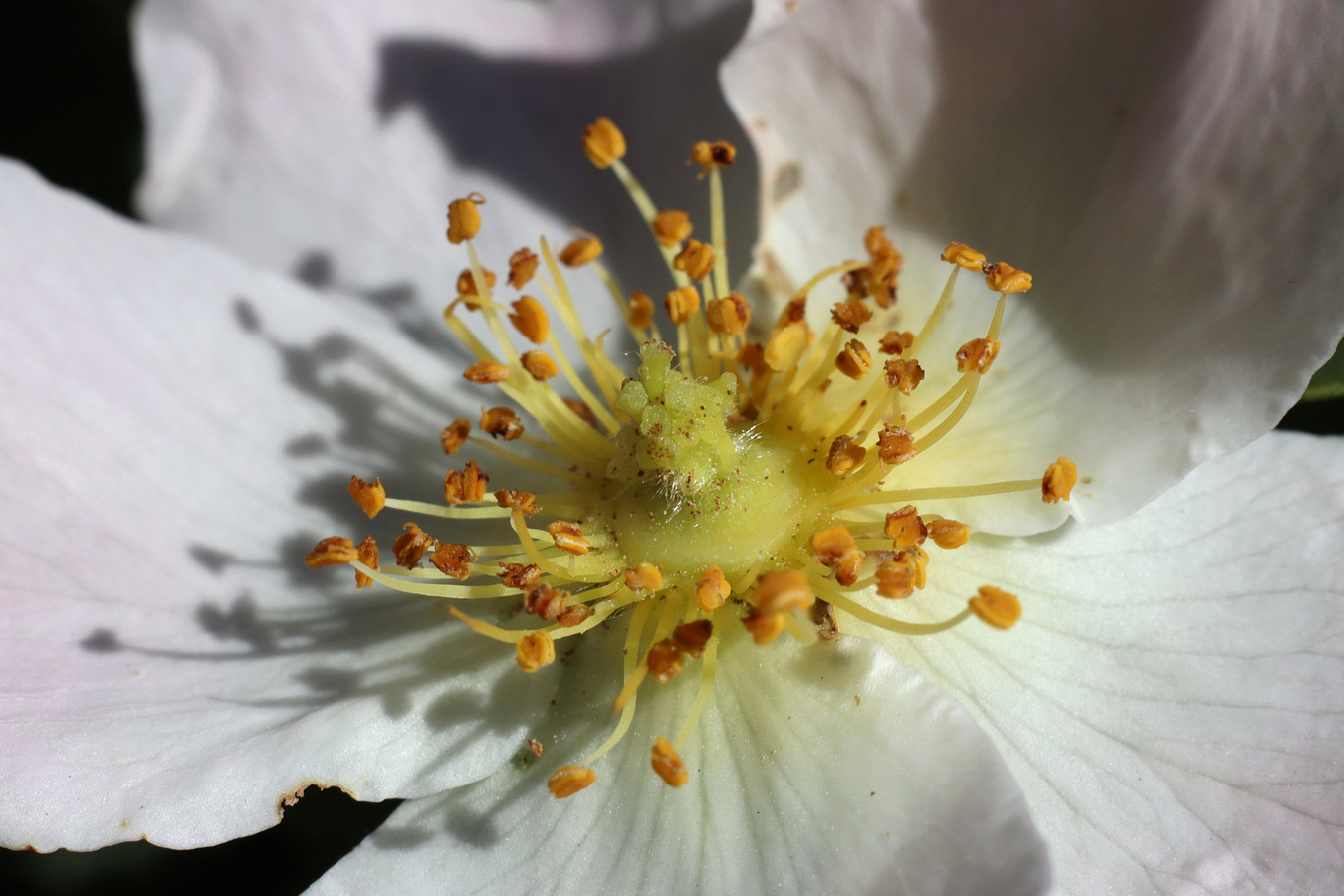 Image of Rosa canina specimen.