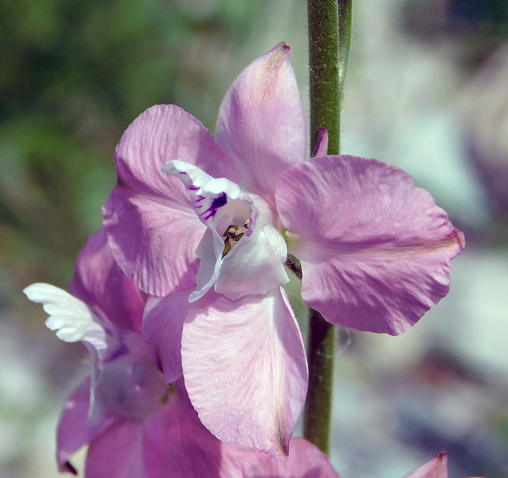 Image of Delphinium ajacis specimen.