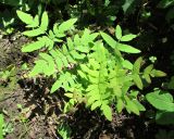 Osmunda japonica