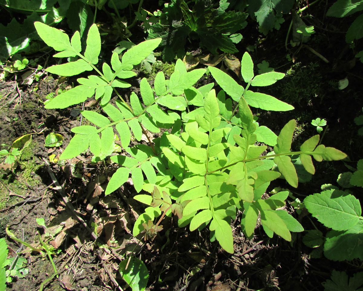 Изображение особи Osmunda japonica.