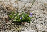 genus Viola