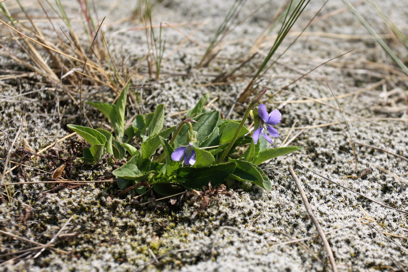 Image of genus Viola specimen.