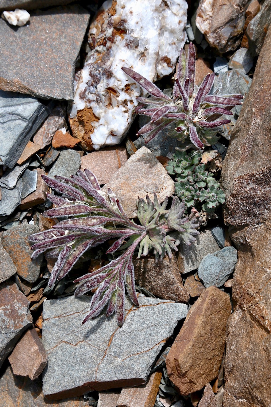 Image of Oreoblastus flabellatus specimen.