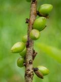 Daphne mezereum