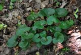 Asarum europaeum. Вегетирующие растения. Воронежская обл., Лискинский р-н, музей-заповедник \"Дивногорье\", овраг на окраине мелового плато, широколиственный лес. 01.06.2019.