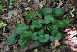 Asarum europaeum