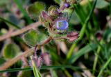 Veronica hederifolia