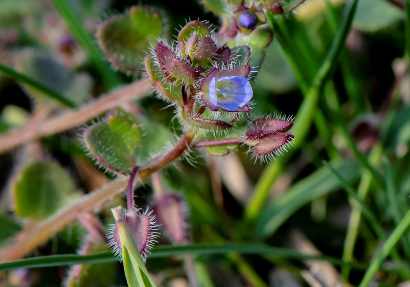 Image of Veronica hederifolia specimen.