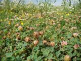 Trifolium bonannii