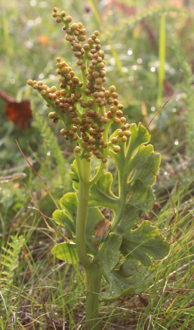 Image of Botrychium alaskense specimen.