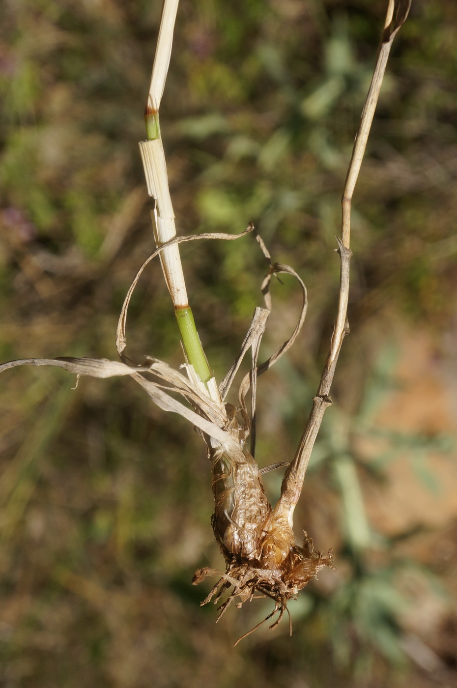 Image of Phleum nodosum specimen.