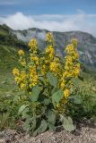 Solidago virgaurea ssp. caucasica